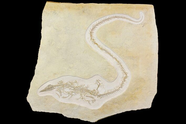 Jurassic Pleurosaur From Solnhofen Limestone - Museum Quality #113304